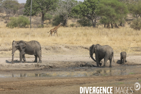 Parc national du tarangire/tanzanie