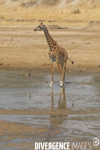 Parc national du tarangire/tanzanie