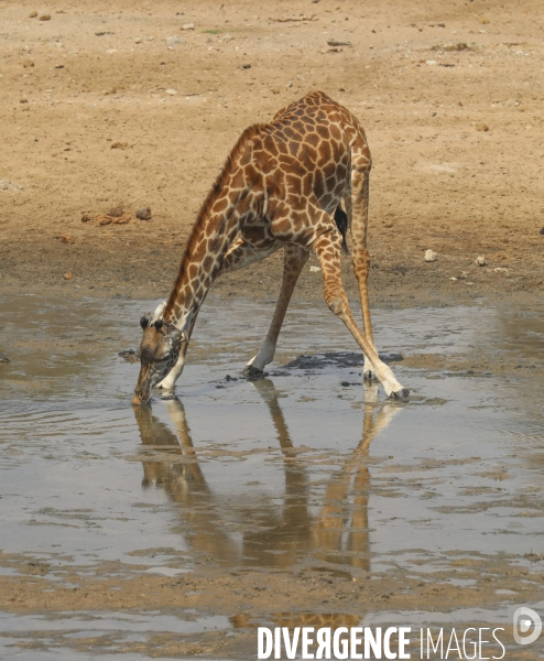 Parc national du tarangire/tanzanie