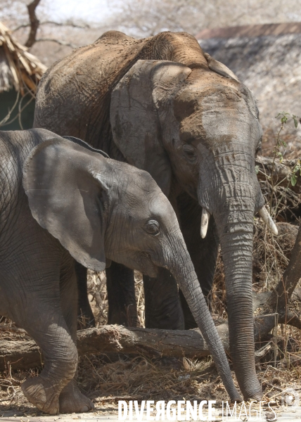 Parc national du tarangire/tanzanie