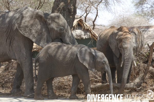 Parc national du tarangire/tanzanie