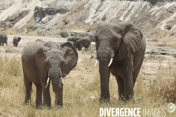 Parc national du tarangire/tanzanie