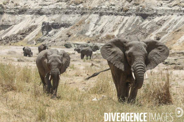 Parc national du tarangire/tanzanie