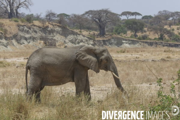 Parc national du tarangire/tanzanie
