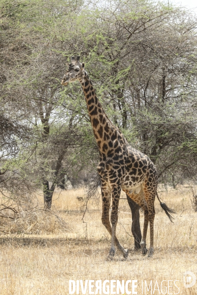 Parc national du tarangire/tanzanie