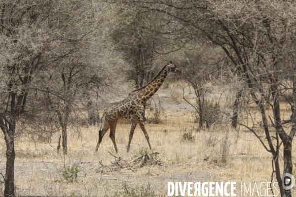 Parc national du tarangire/tanzanie