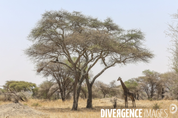 Parc national du tarangire/tanzanie