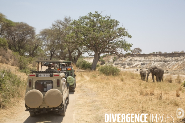 Parc national du tarangire/tanzanie