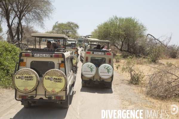 Parc national du tarangire/tanzanie