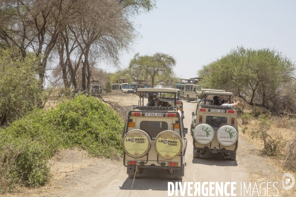Parc national du tarangire/tanzanie