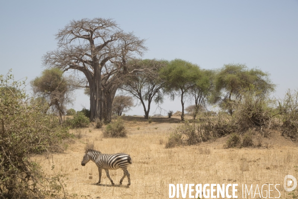 Parc national du tarangire/tanzanie