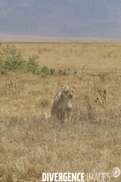 Parc du ngorongoro/tanzanie