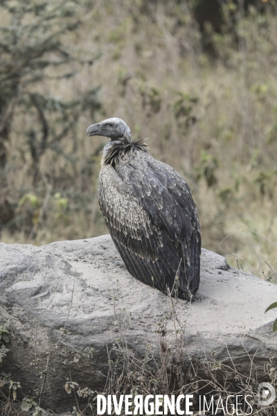 Parc du ngorongoro/tanzanie