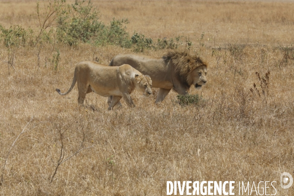 Parc du ngorongoro/tanzanie