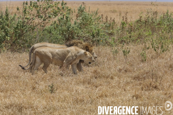 Parc du ngorongoro/tanzanie