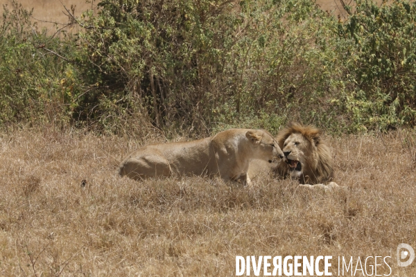 Parc du ngorongoro/tanzanie