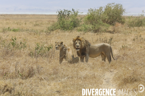 Parc du ngorongoro/tanzanie