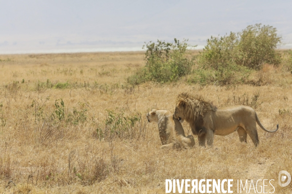 Parc du ngorongoro/tanzanie