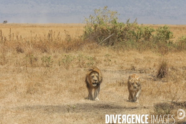 Parc du ngorongoro/tanzanie