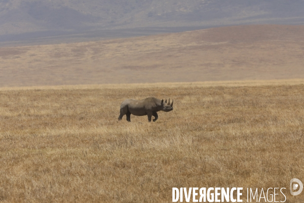 Parc du ngorongoro/tanzanie