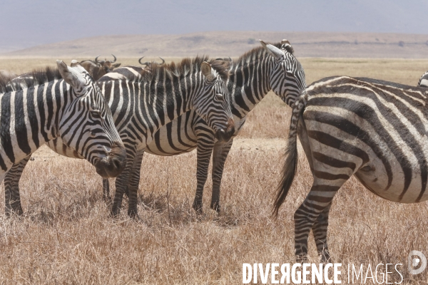 Parc du ngorongoro/tanzanie