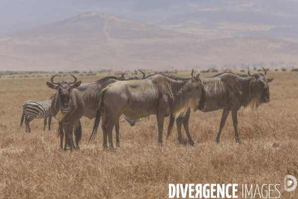 Parc du ngorongoro/tanzanie