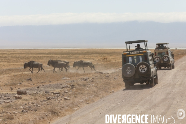 Parc du ngorongoro/tanzanie