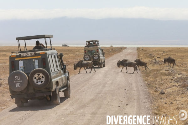 Parc du ngorongoro/tanzanie