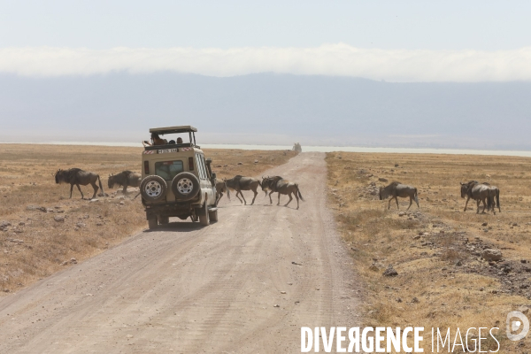 Parc du ngorongoro/tanzanie