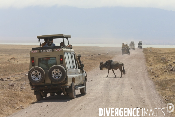 Parc du ngorongoro/tanzanie