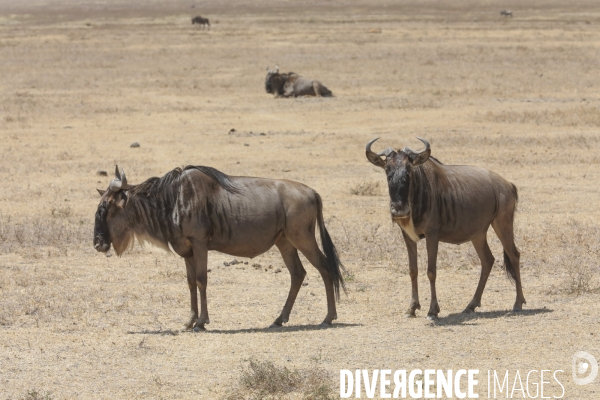 Parc du ngorongoro/tanzanie
