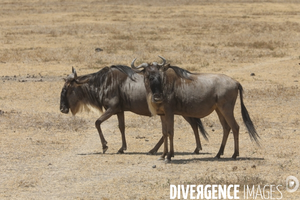 Parc du ngorongoro/tanzanie