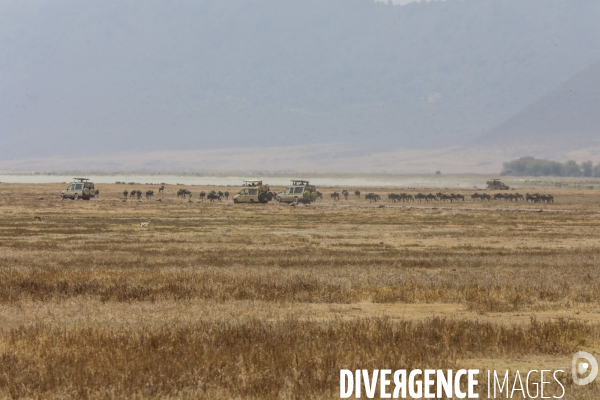 Parc du ngorongoro/tanzanie