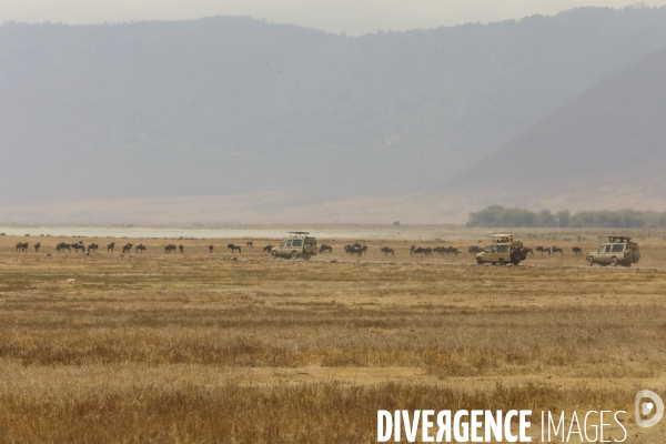 Parc du ngorongoro/tanzanie