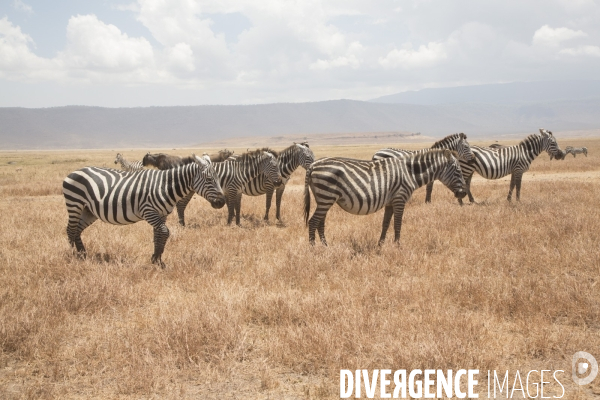 Parc du ngorongoro/tanzanie