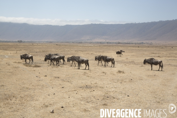 Parc du ngorongoro/tanzanie