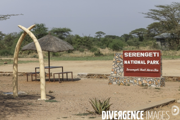 Parc national du serengeti/tanzanie