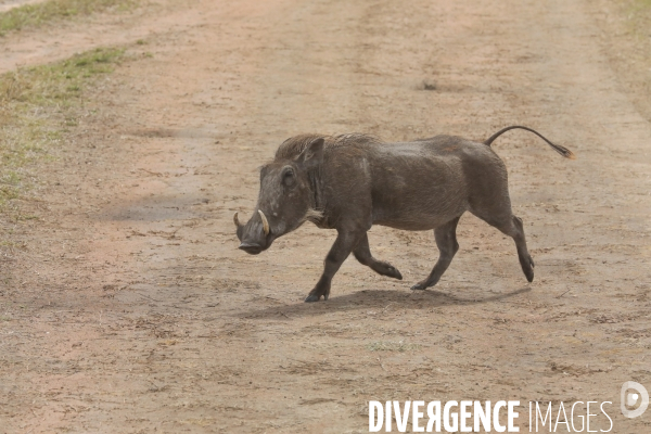 Parc national du serengeti/tanzanie