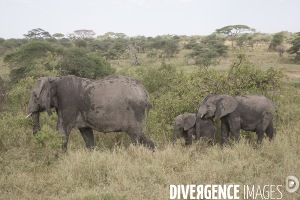 Parc national du serengeti/tanzanie