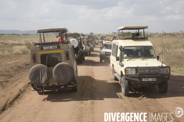 Parc national du serengeti/tanzanie