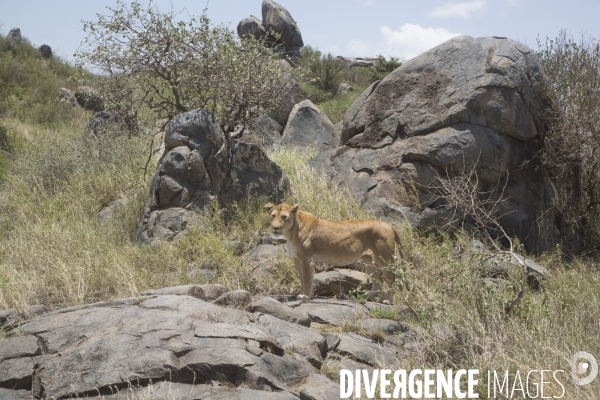 Parc national du serengeti/tanzanie