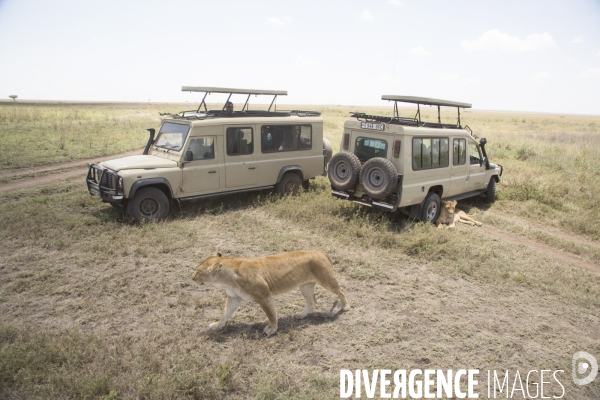 Parc national du serengeti/tanzanie