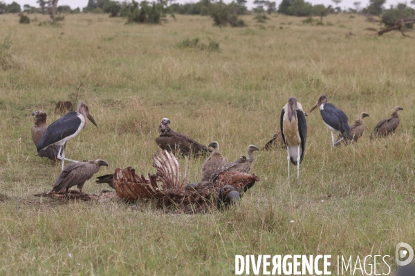 Grumeti game reserve