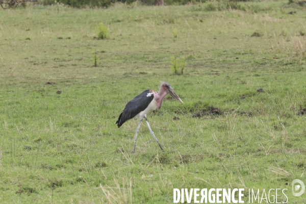 Grumeti game reserve