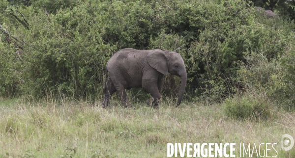 Grumeti game reserve