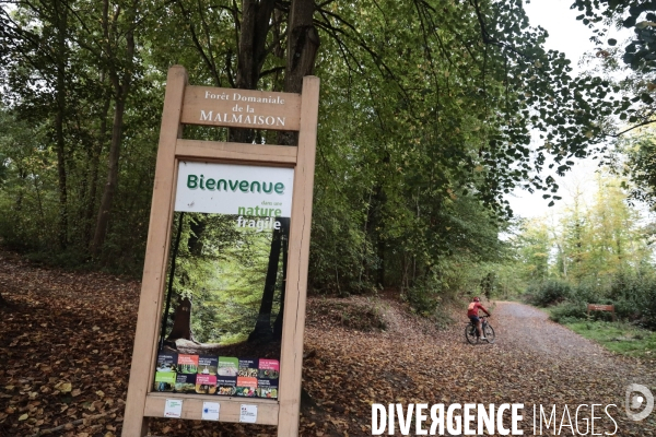 Foret de malmaison