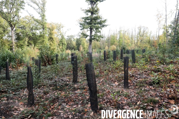 Foret de malmaison