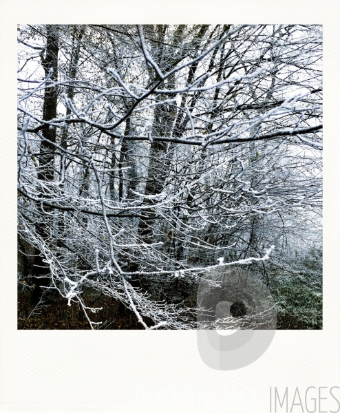 Cartes postales pour une Fée : En foret