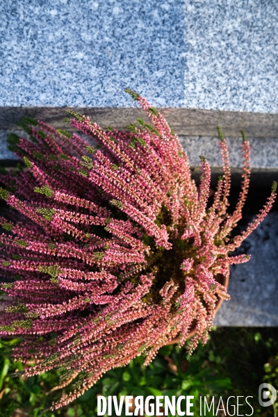 Toussaint au cimetière de Miséricorde