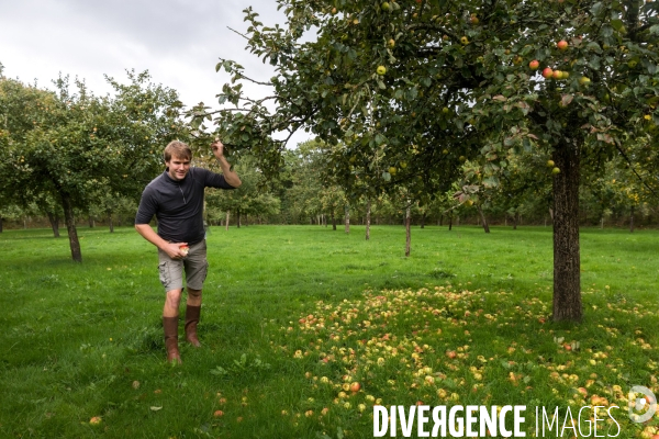 AOP Cidre Cotentin